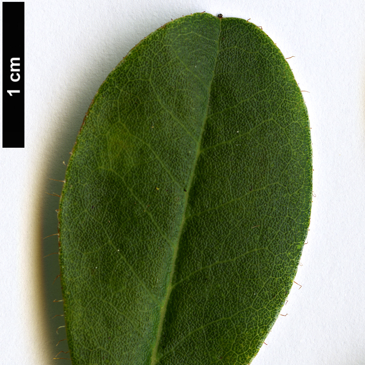 High resolution image: Family: Ericaceae - Genus: Rhododendron - Taxon: caesium