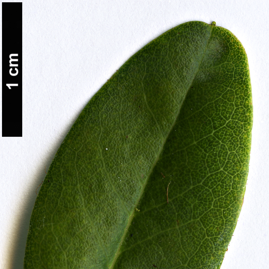 High resolution image: Family: Ericaceae - Genus: Rhododendron - Taxon: caesium