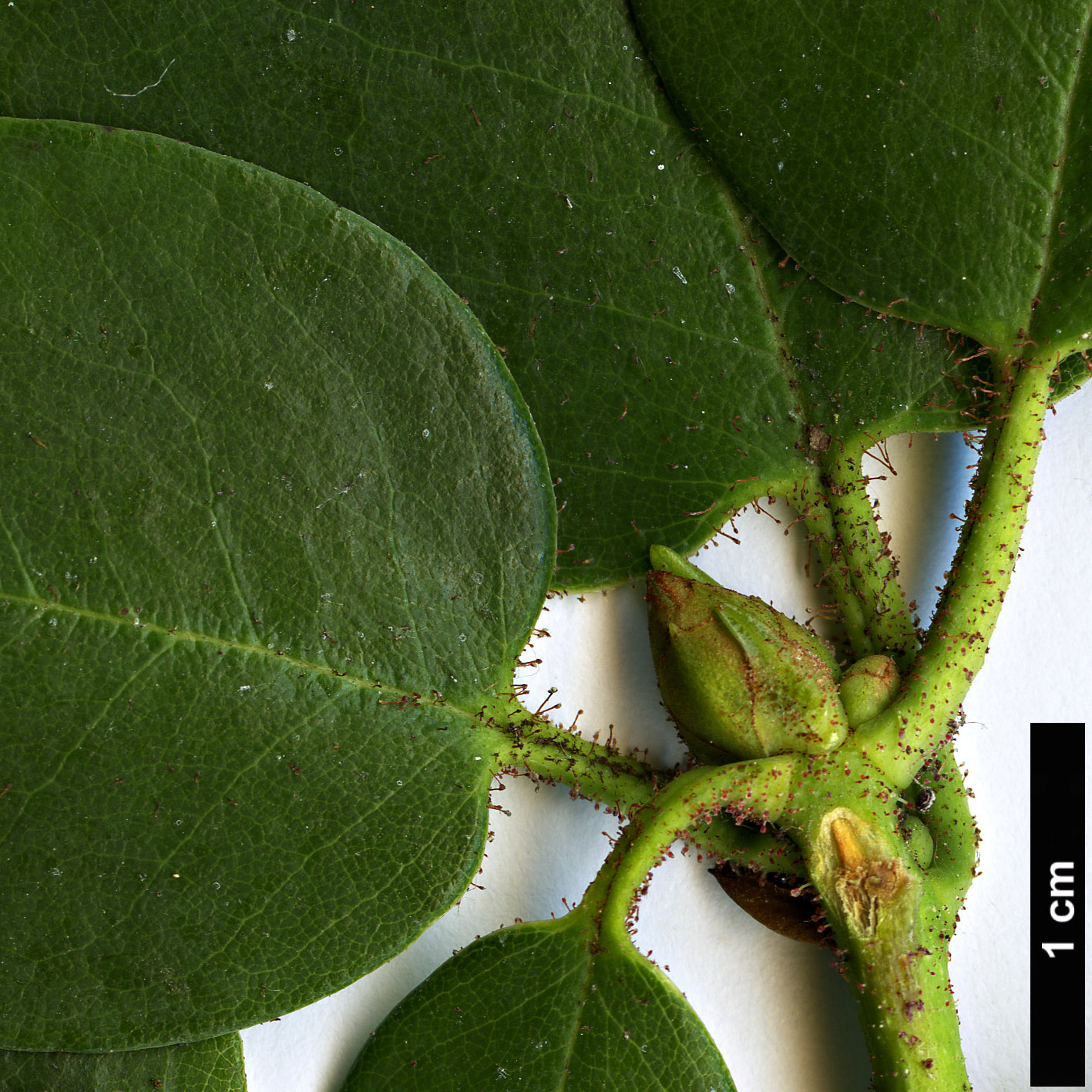 High resolution image: Family: Ericaceae - Genus: Rhododendron - Taxon: callimorphum