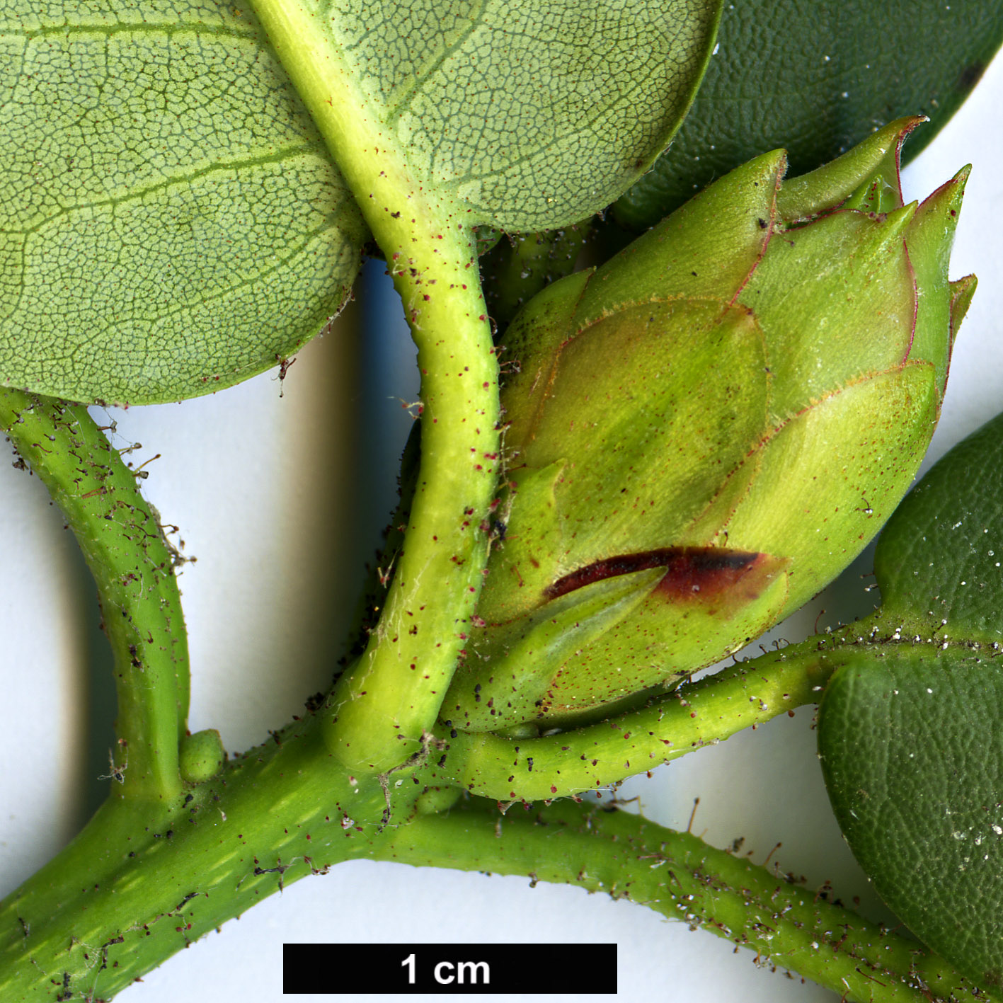 High resolution image: Family: Ericaceae - Genus: Rhododendron - Taxon: campylocarpum