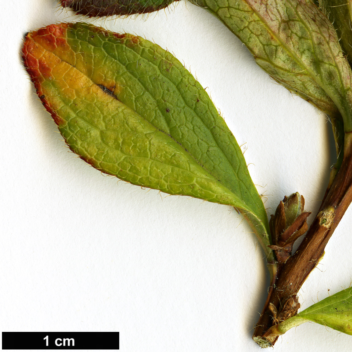 High resolution image: Family: Ericaceae - Genus: Rhododendron - Taxon: camtschaticum