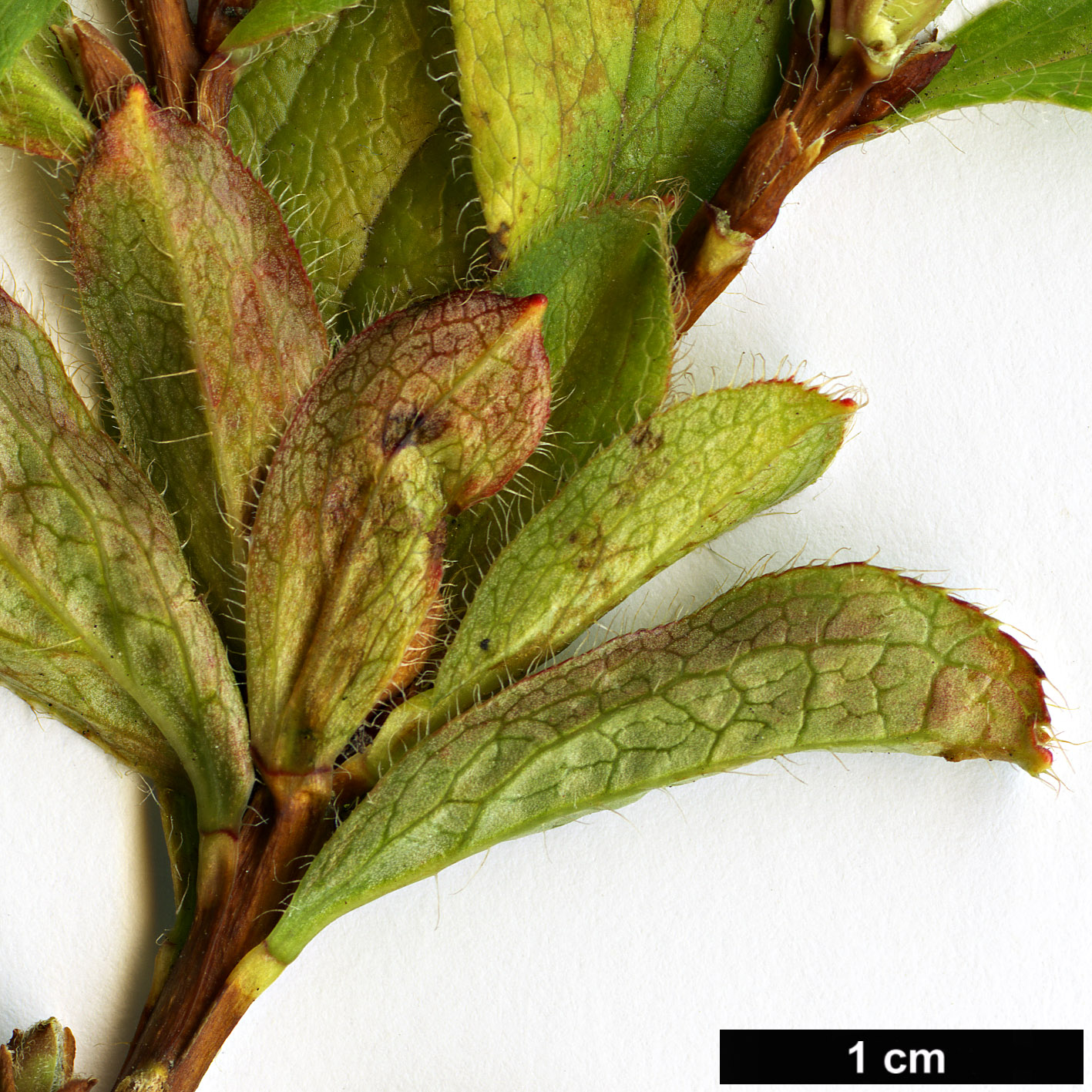 High resolution image: Family: Ericaceae - Genus: Rhododendron - Taxon: camtschaticum