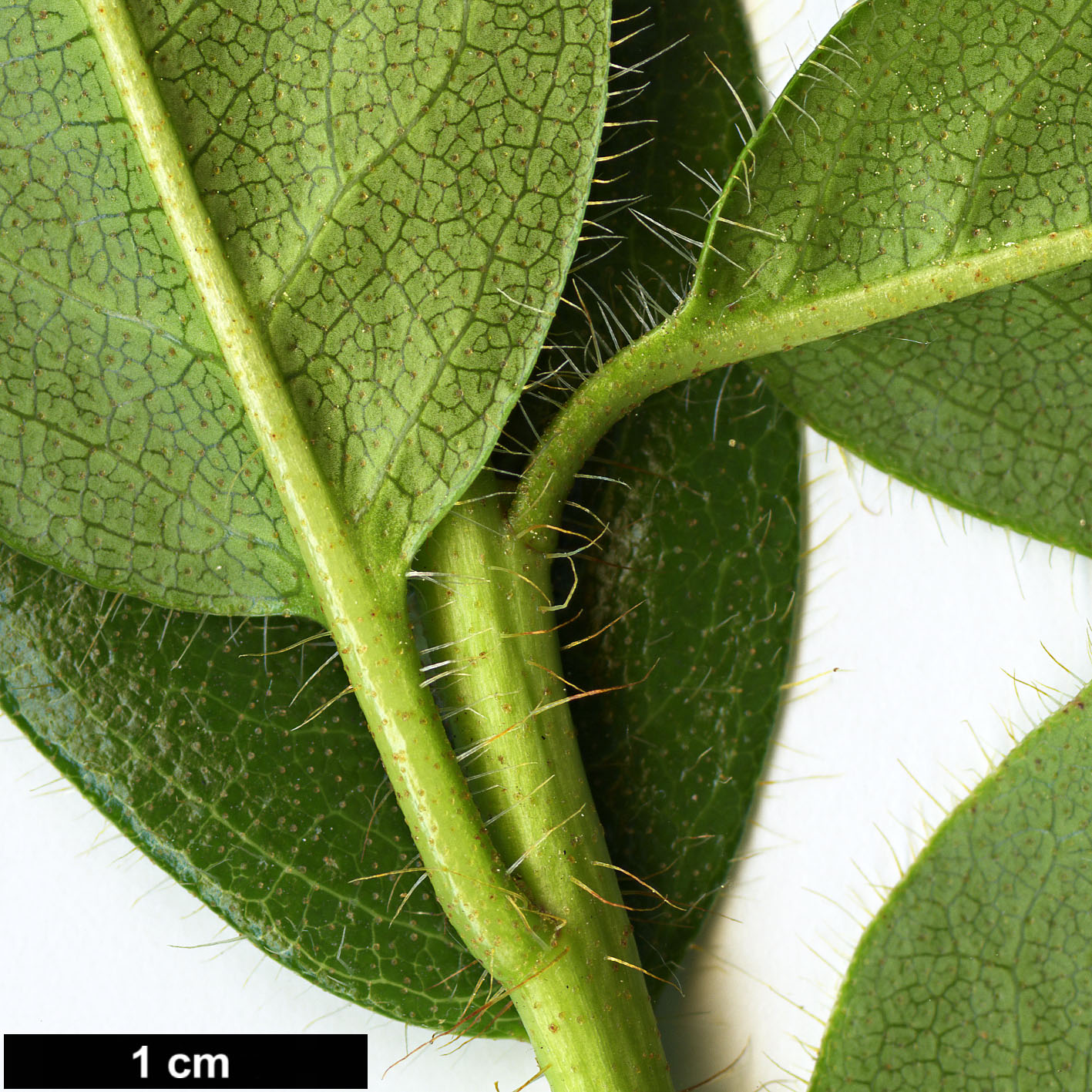High resolution image: Family: Ericaceae - Genus: Rhododendron - Taxon: ciliatum