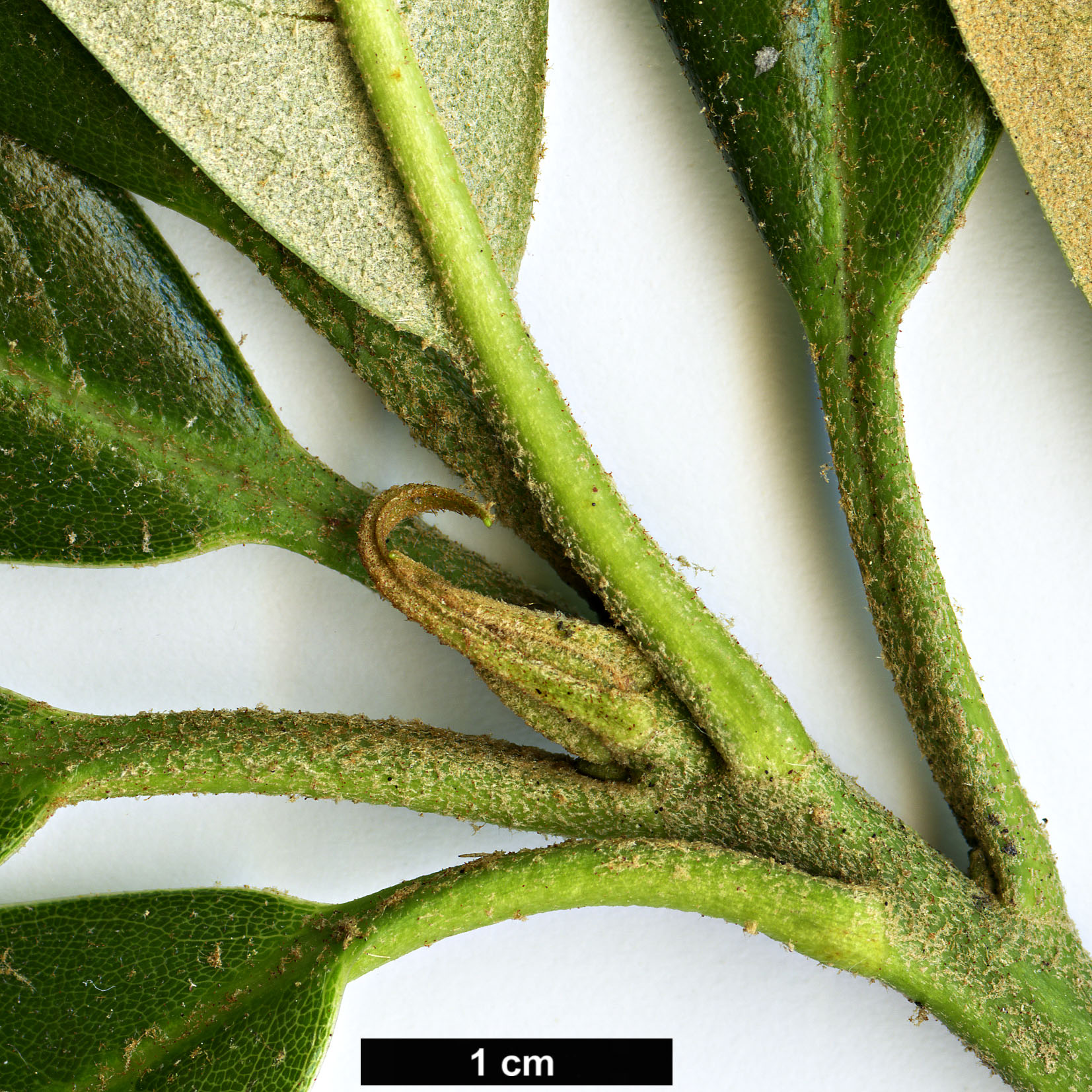 High resolution image: Family: Ericaceae - Genus: Rhododendron - Taxon: coryanum