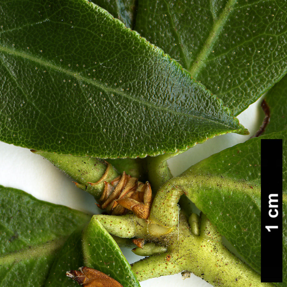 High resolution image: Family: Ericaceae - Genus: Rhododendron - Taxon: crenulatum