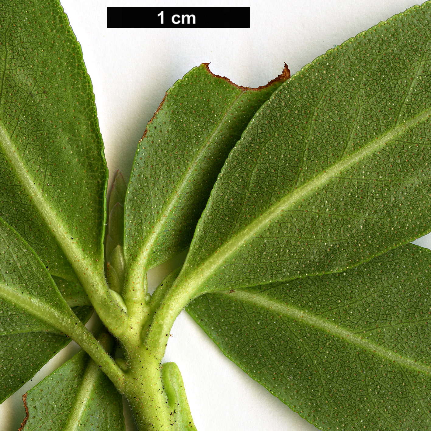 High resolution image: Family: Ericaceae - Genus: Rhododendron - Taxon: crenulatum