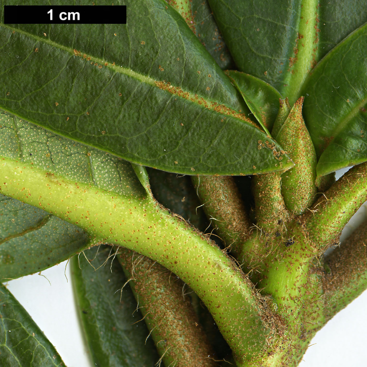 High resolution image: Family: Ericaceae - Genus: Rhododendron - Taxon: dalhousiae - SpeciesSub: var. rabdotum