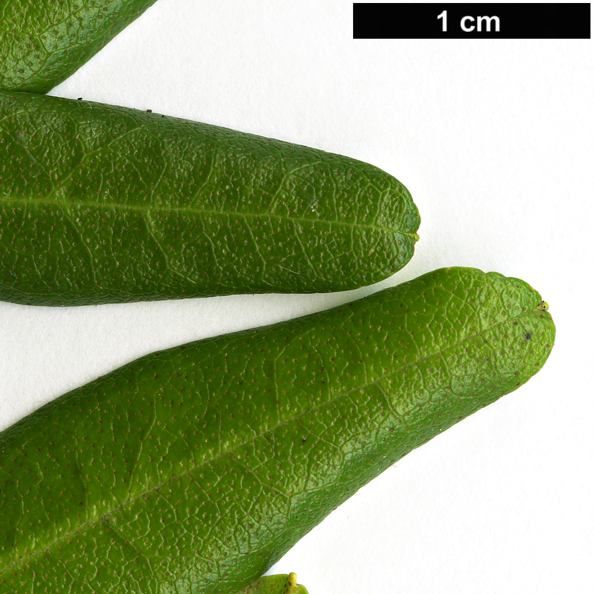 High resolution image: Family: Ericaceae - Genus: Rhododendron - Taxon: dauricum
