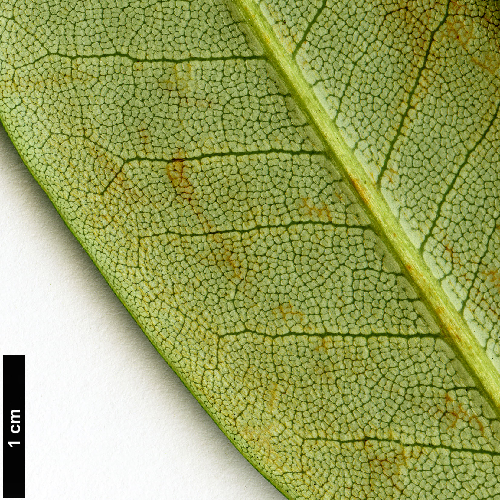 High resolution image: Family: Ericaceae - Genus: Rhododendron - Taxon: davidii