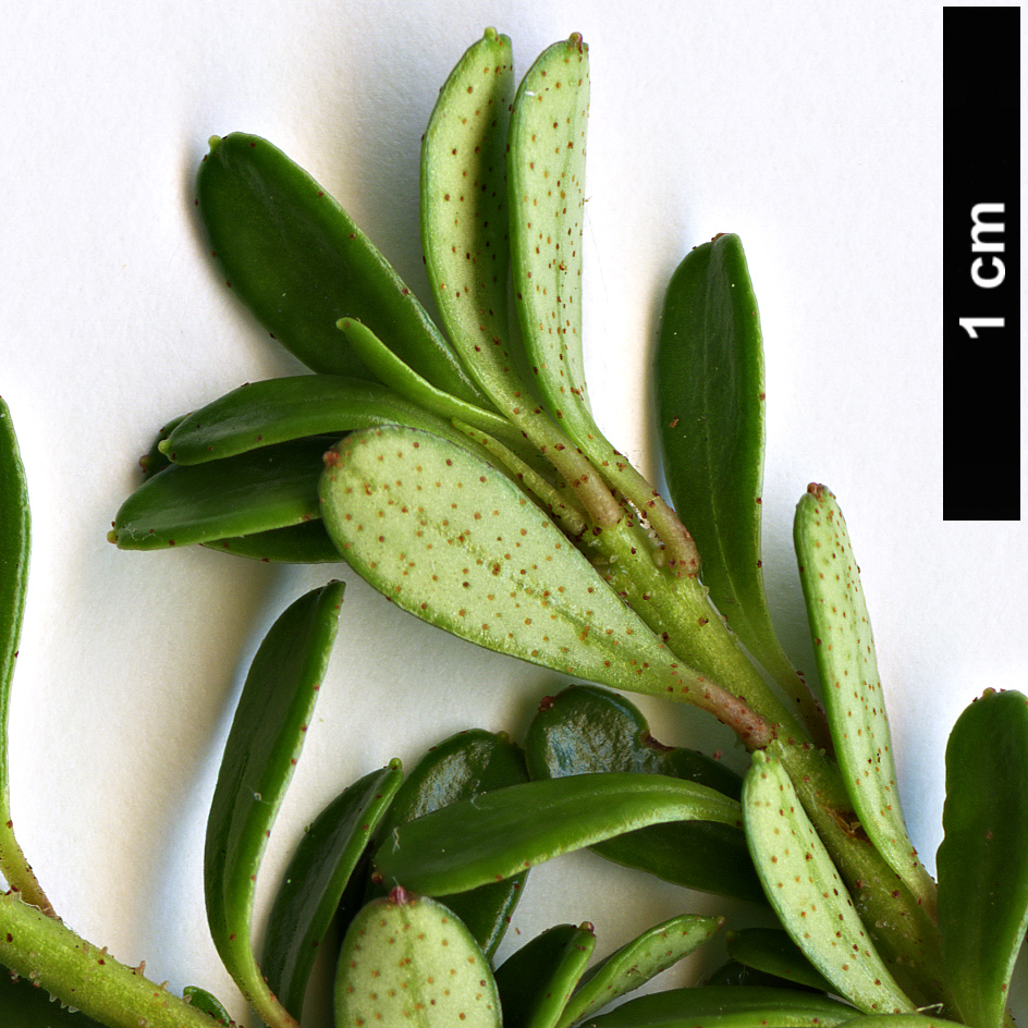 High resolution image: Family: Ericaceae - Genus: Rhododendron - Taxon: densifolium