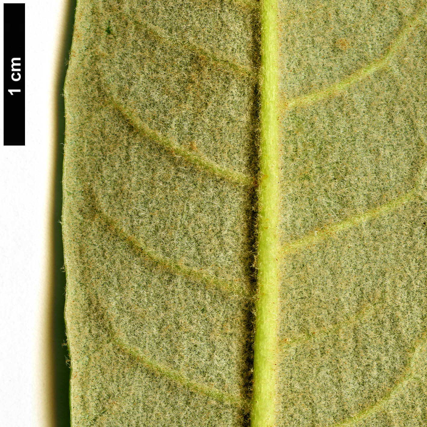 High resolution image: Family: Ericaceae - Genus: Rhododendron - Taxon: denudatum