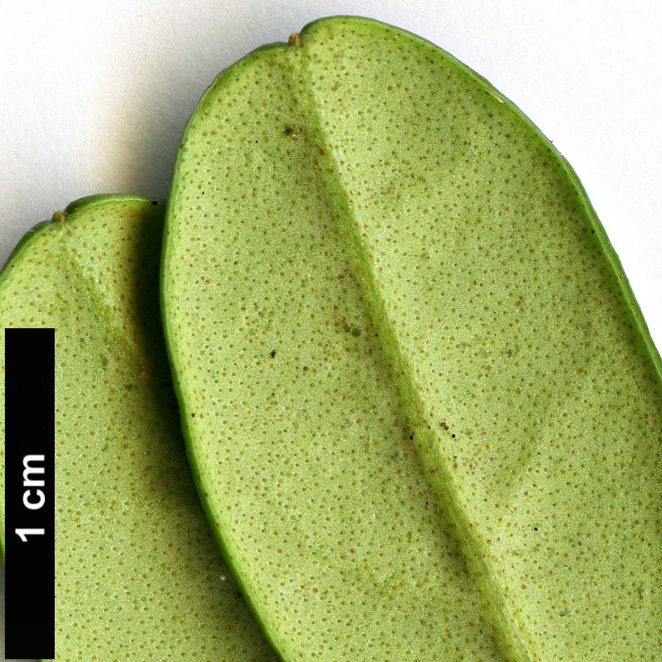 High resolution image: Family: Ericaceae - Genus: Rhododendron - Taxon: emarginatum