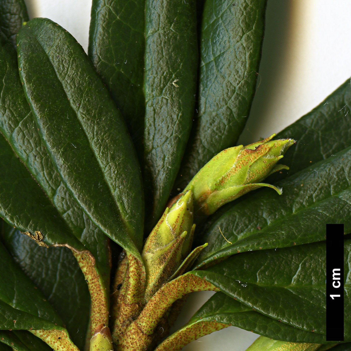 High resolution image: Family: Ericaceae - Genus: Rhododendron - Taxon: ferrugineum