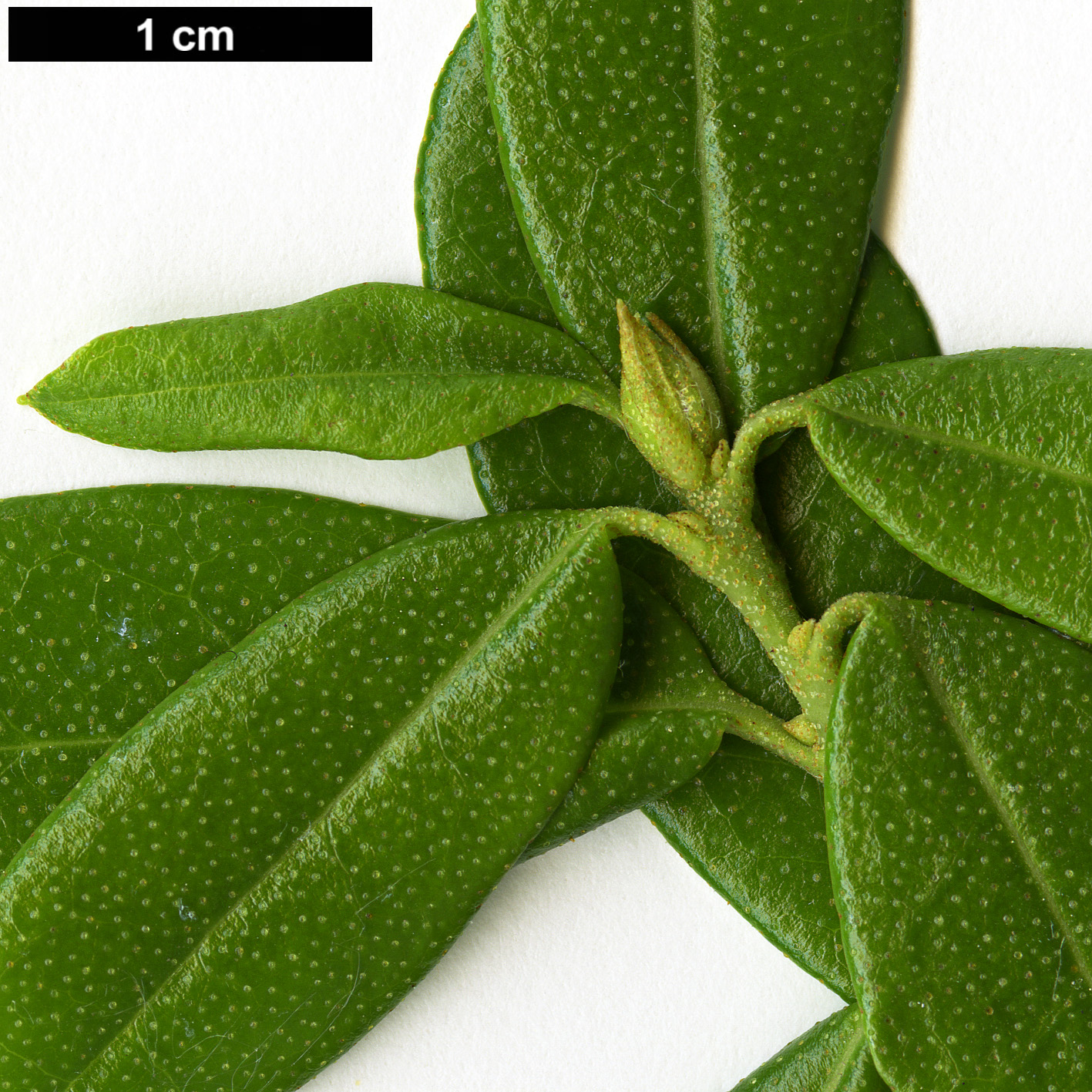 High resolution image: Family: Ericaceae - Genus: Rhododendron - Taxon: flavidum - SpeciesSub: 'Album'