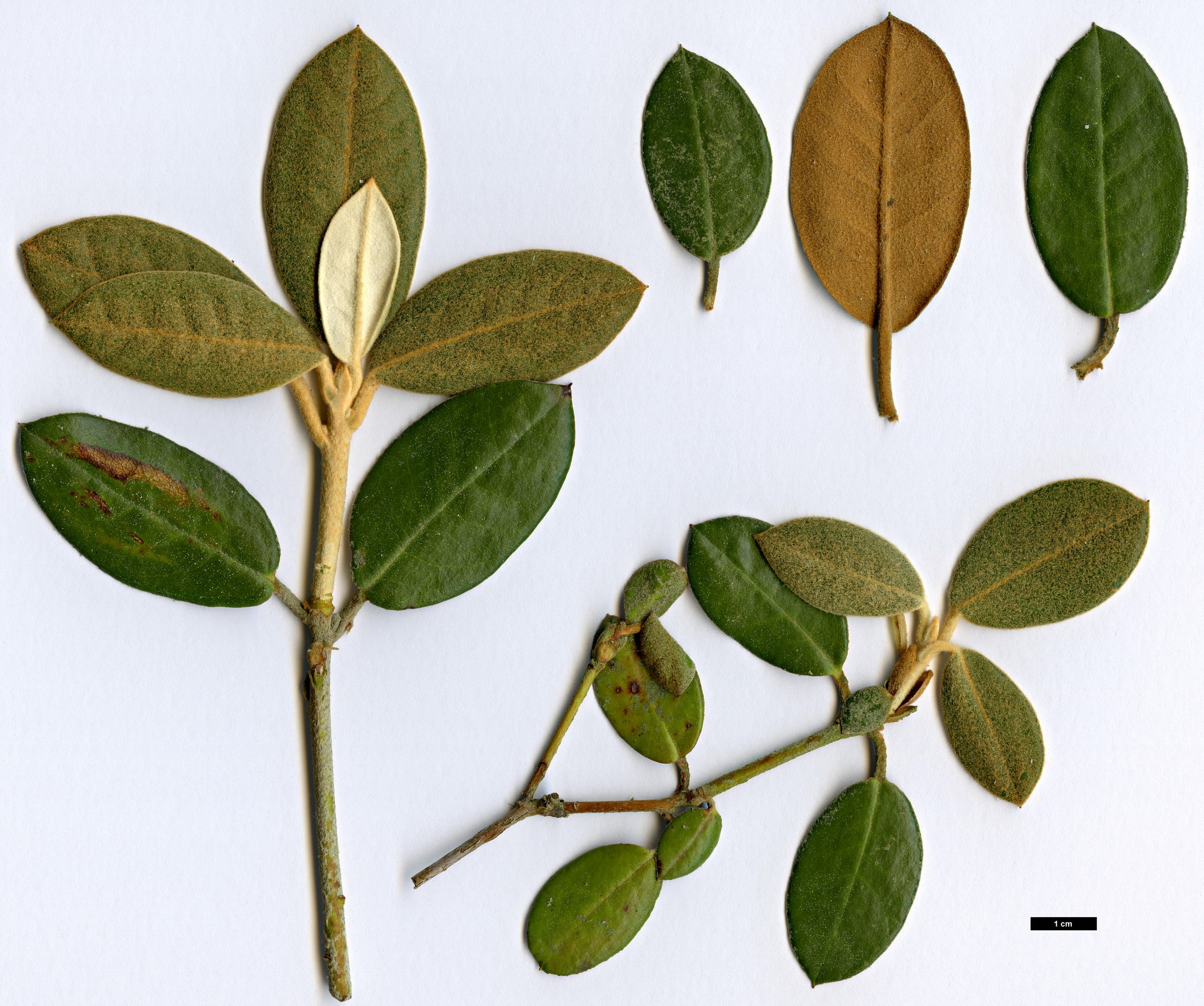 High resolution image: Family: Ericaceae - Genus: Rhododendron - Taxon: flinckii