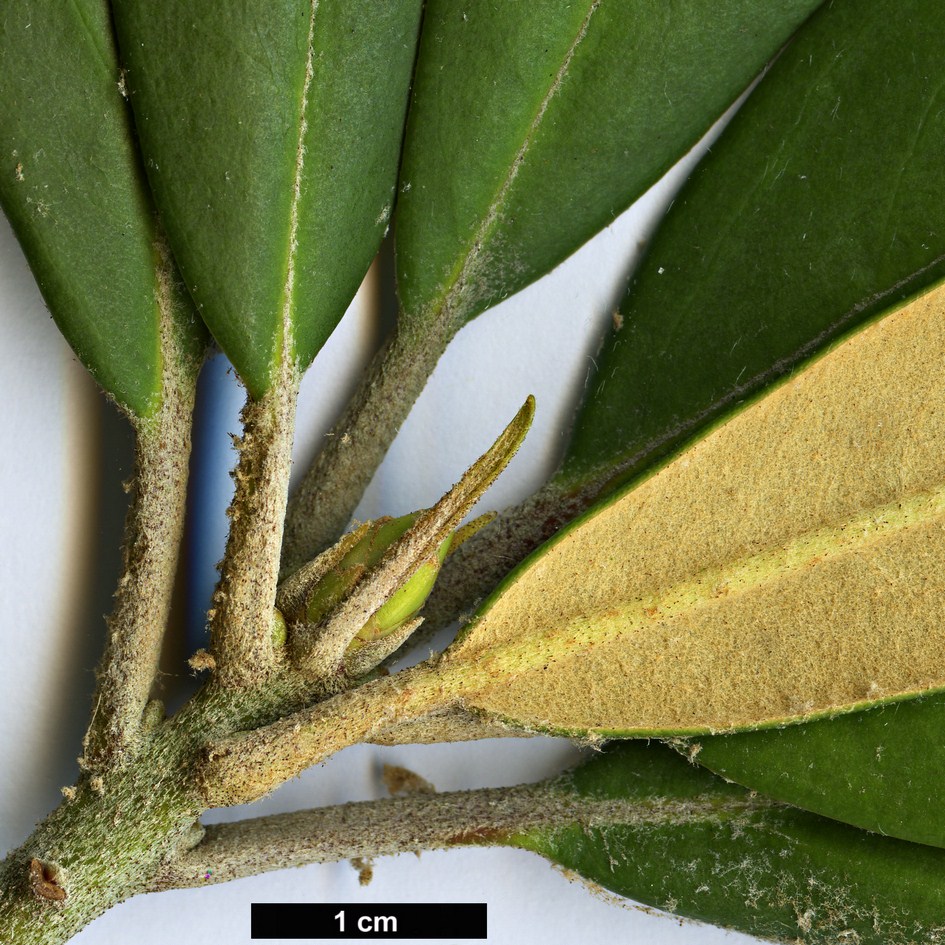High resolution image: Family: Ericaceae - Genus: Rhododendron - Taxon: formosanum