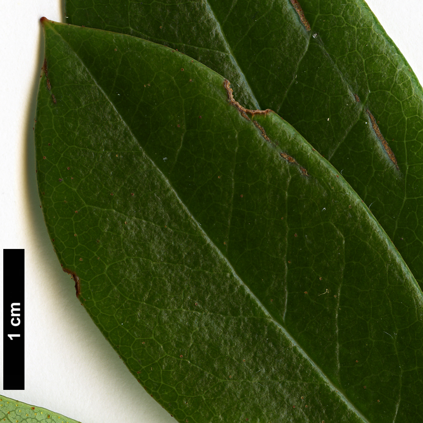 High resolution image: Family: Ericaceae - Genus: Rhododendron - Taxon: formosum