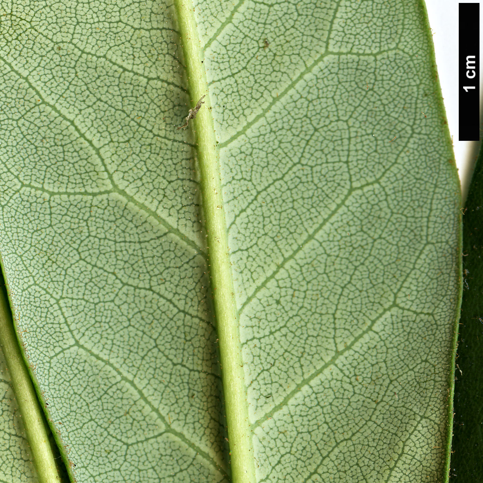 High resolution image: Family: Ericaceae - Genus: Rhododendron - Taxon: glanduliferum