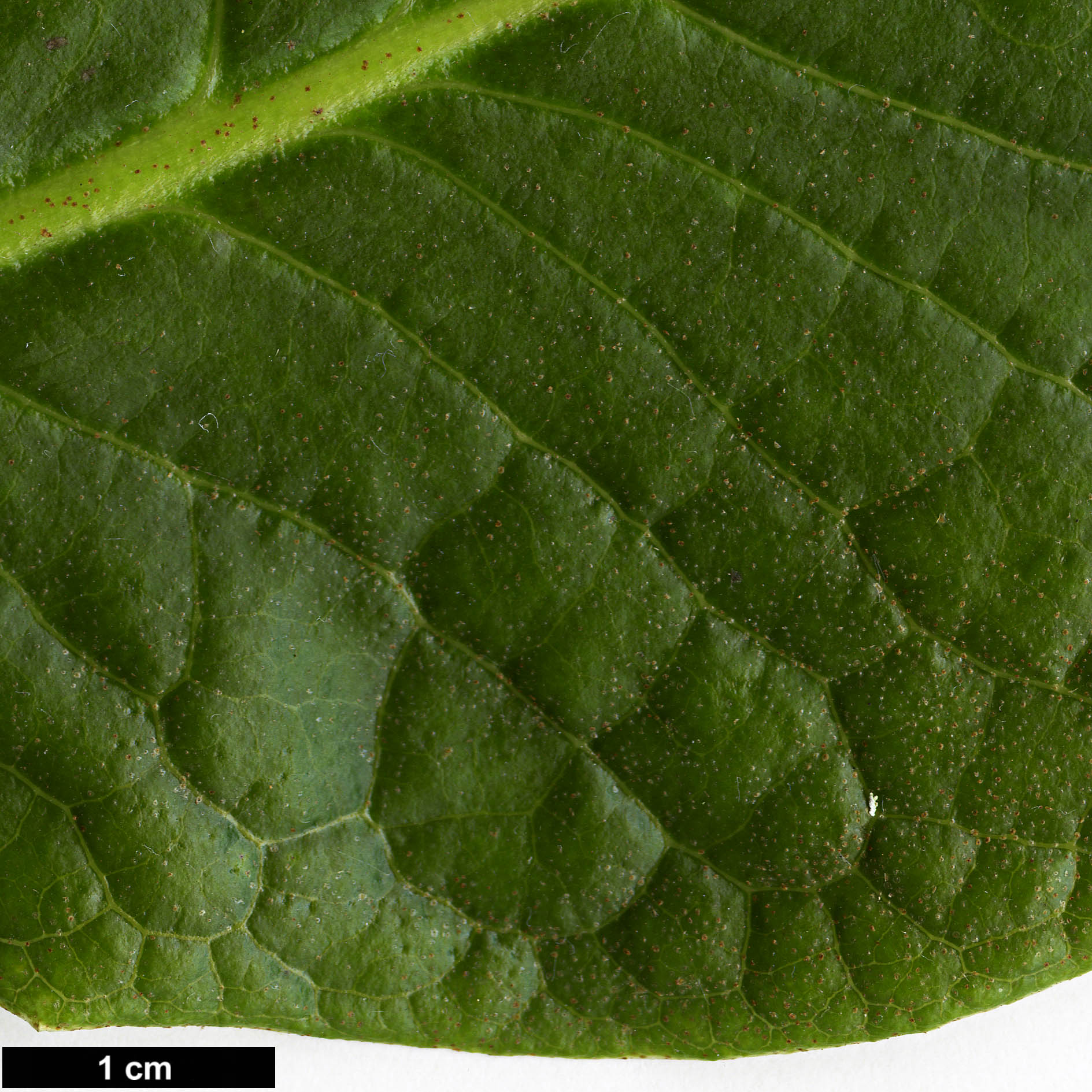 High resolution image: Family: Ericaceae - Genus: Rhododendron - Taxon: goreri