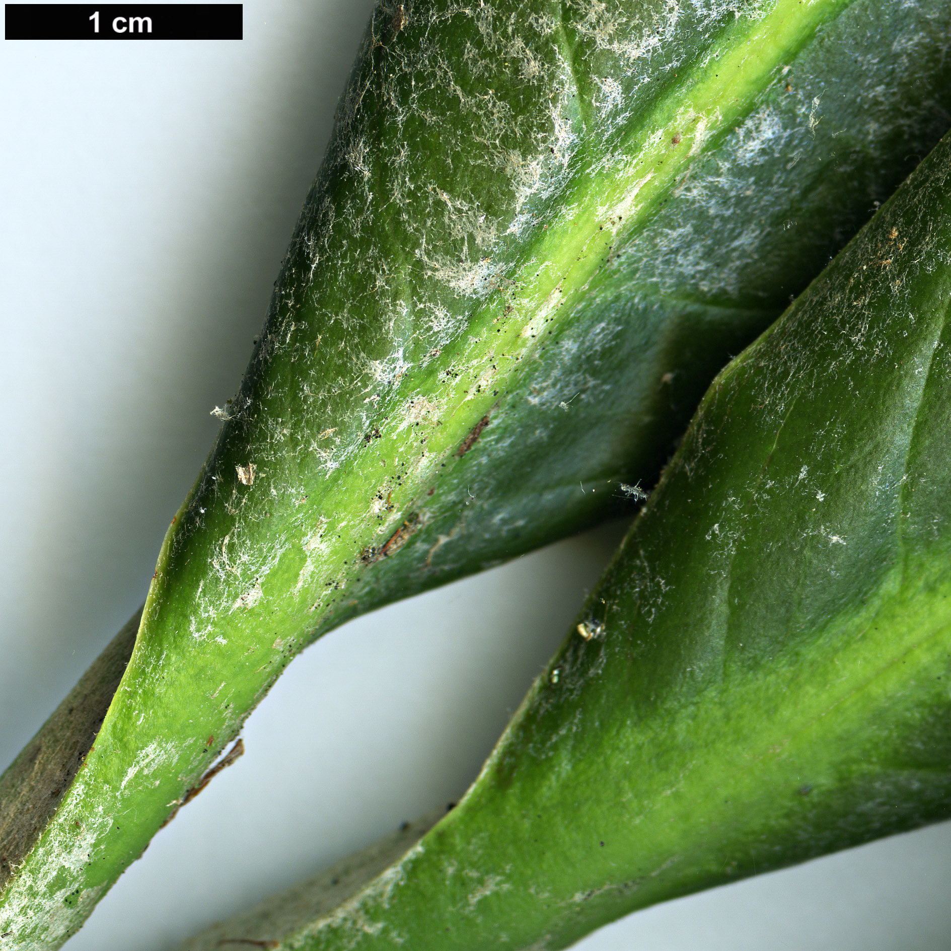 High resolution image: Family: Ericaceae - Genus: Rhododendron - Taxon: gratum
