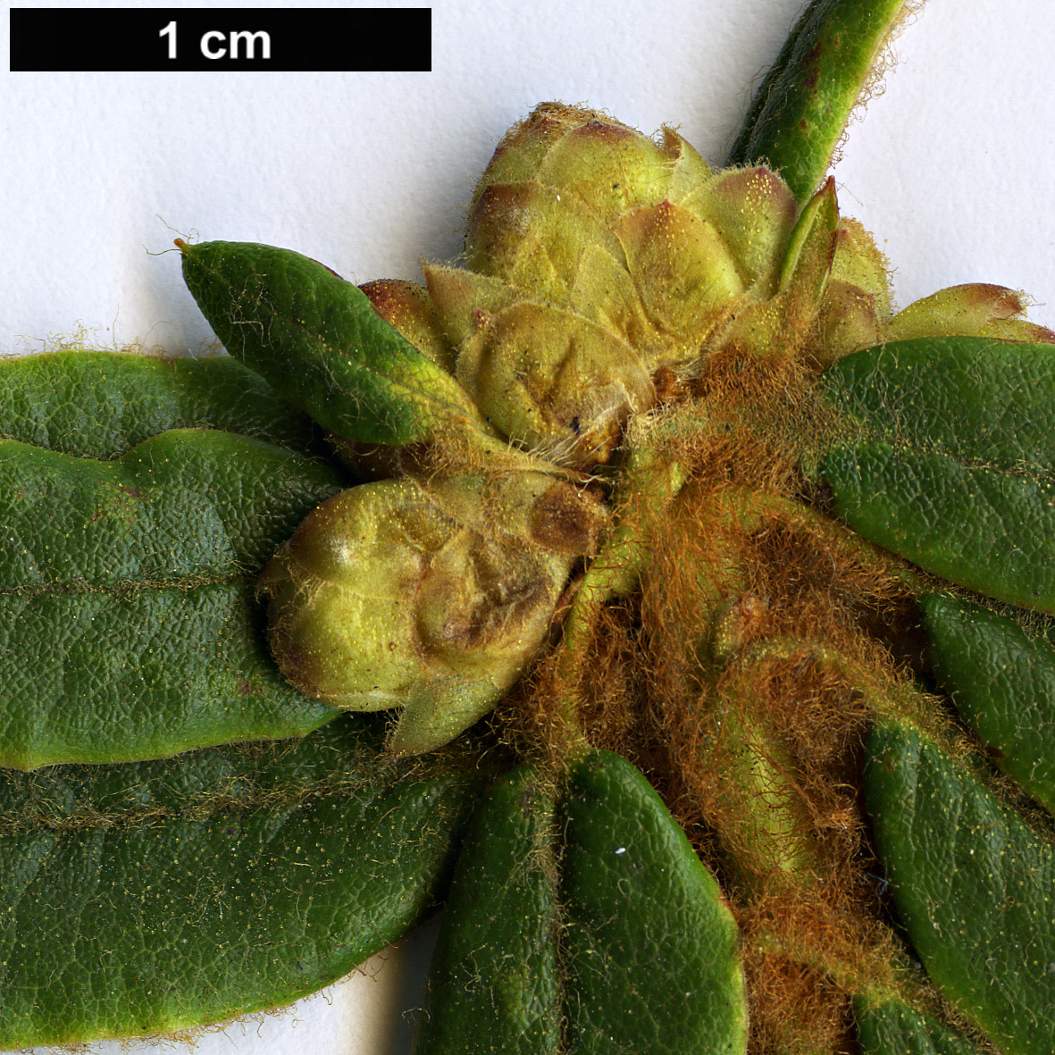 High resolution image: Family: Ericaceae - Genus: Rhododendron - Taxon: groenlandicum