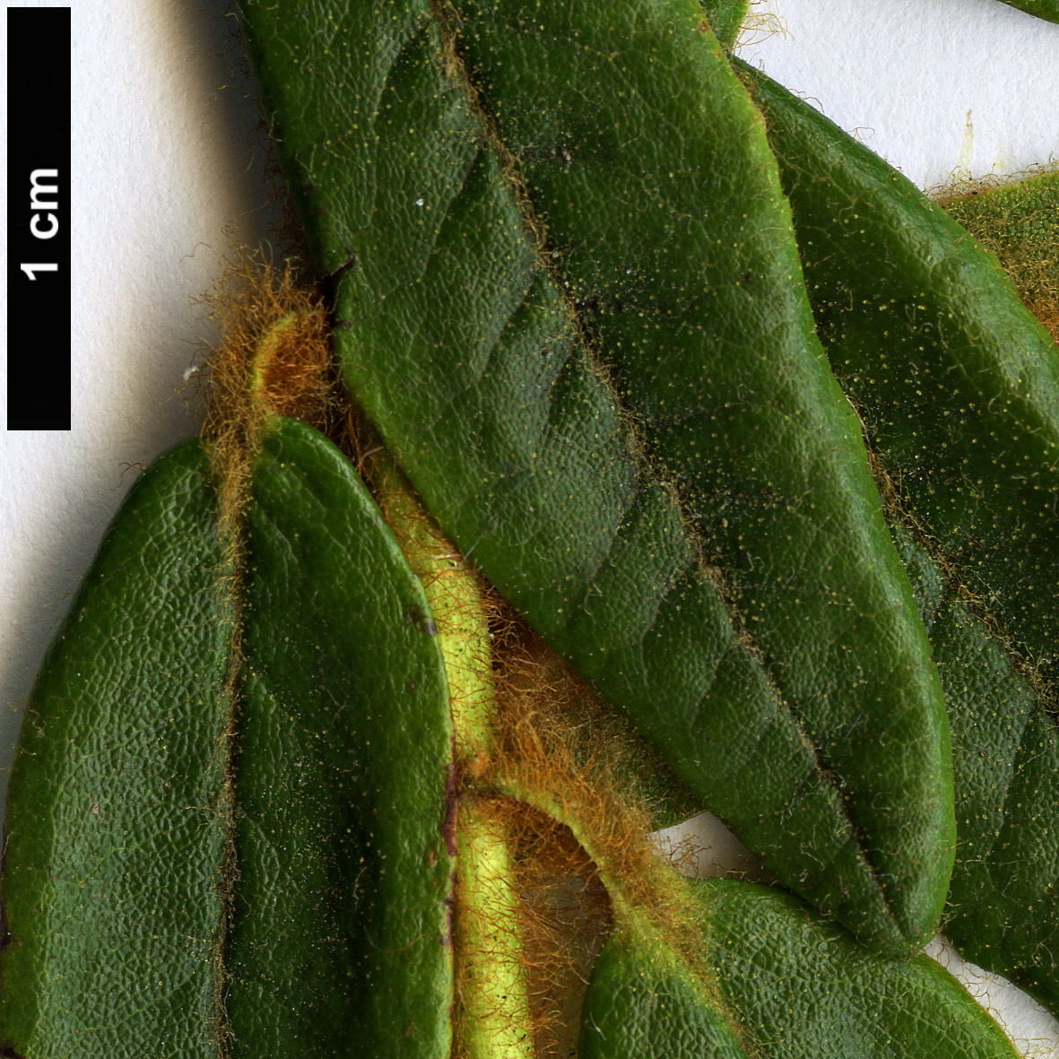 High resolution image: Family: Ericaceae - Genus: Rhododendron - Taxon: groenlandicum