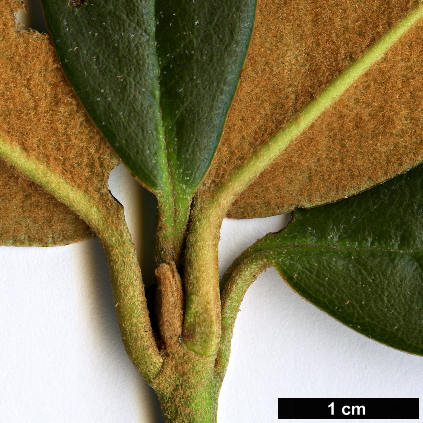 High resolution image: Family: Ericaceae - Genus: Rhododendron - Taxon: haematodes