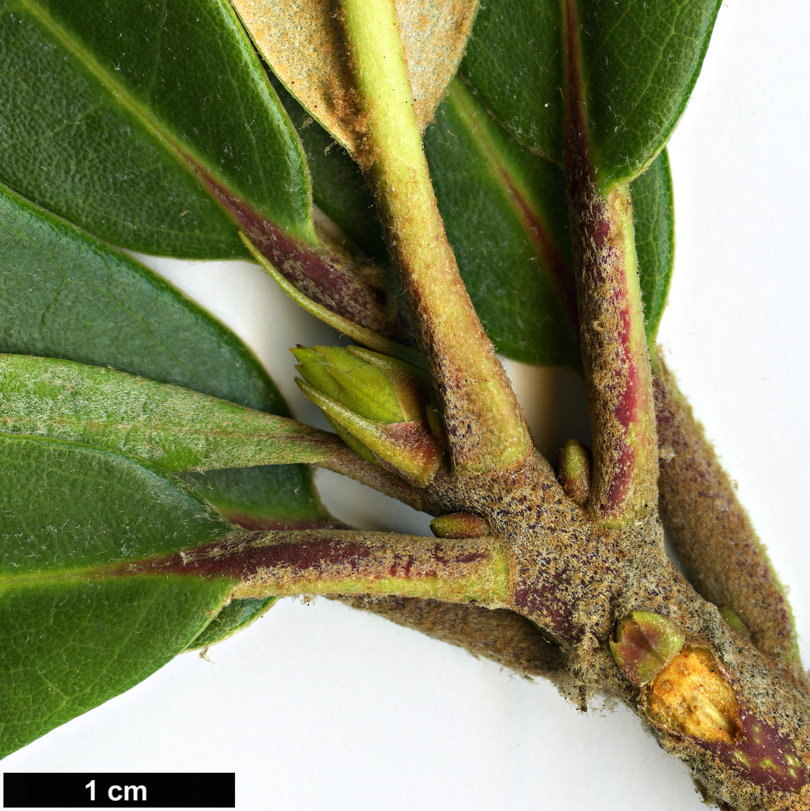 High resolution image: Family: Ericaceae - Genus: Rhododendron - Taxon: haofui