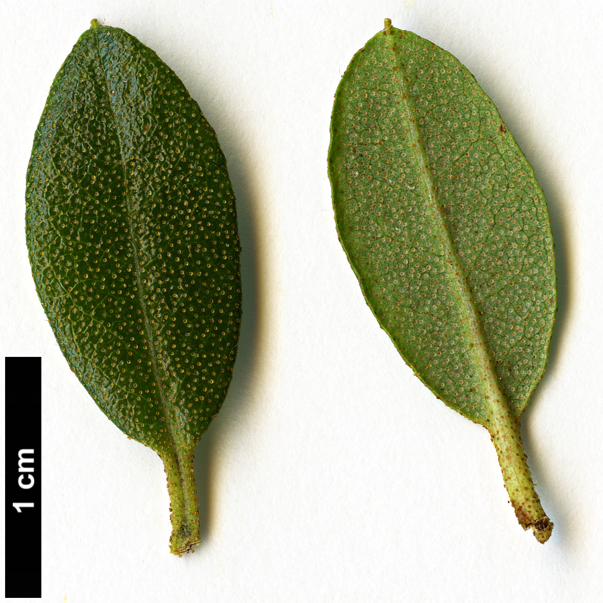High resolution image: Family: Ericaceae - Genus: Rhododendron - Taxon: hippophaeoides - SpeciesSub: 'Inshriach'