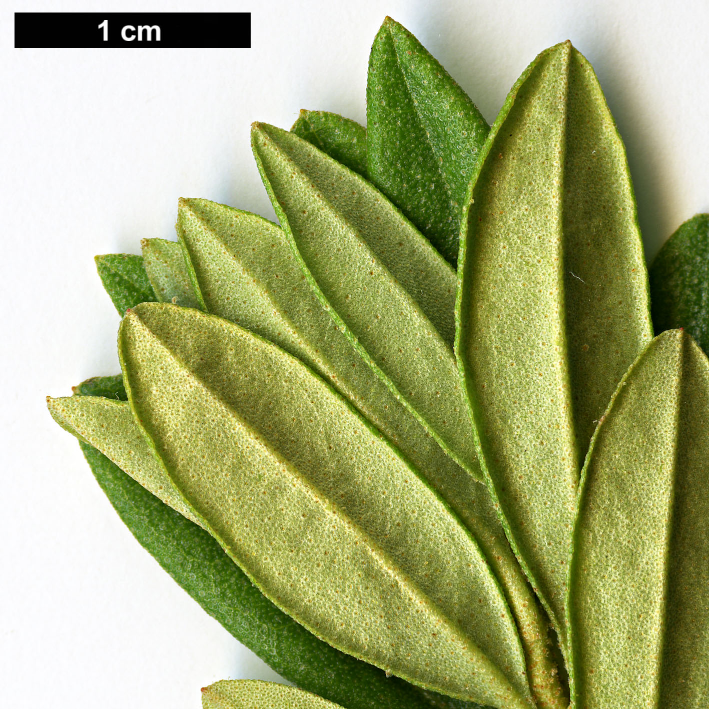 High resolution image: Family: Ericaceae - Genus: Rhododendron - Taxon: hippophaeoides