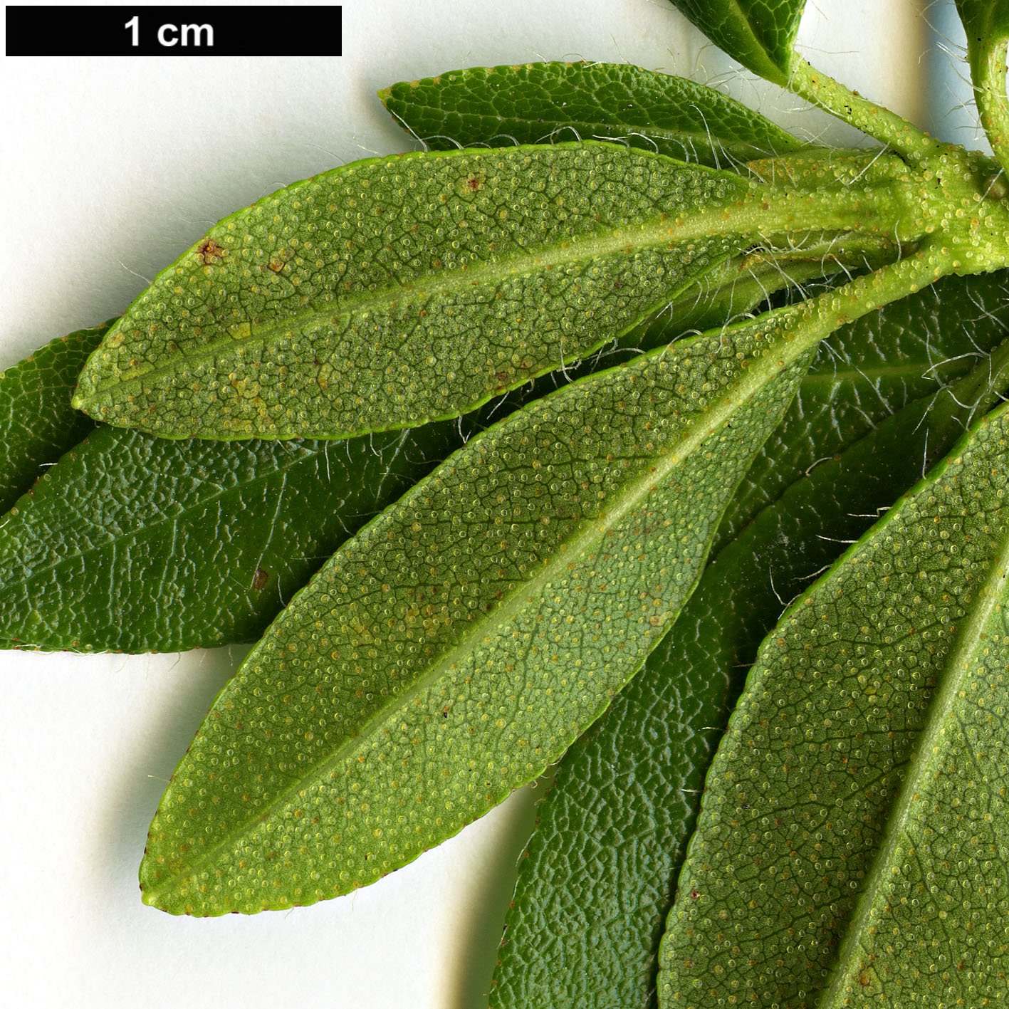 High resolution image: Family: Ericaceae - Genus: Rhododendron - Taxon: hirsutum