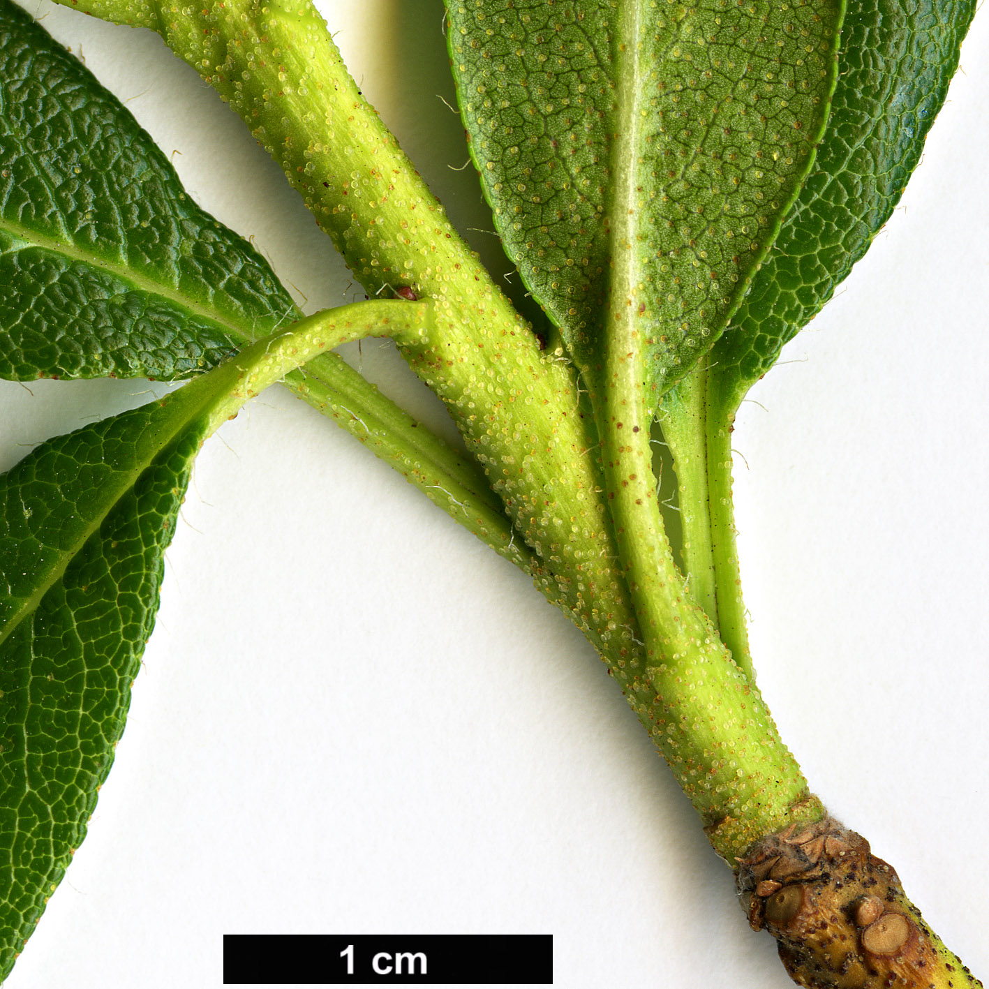 High resolution image: Family: Ericaceae - Genus: Rhododendron - Taxon: hirsutum
