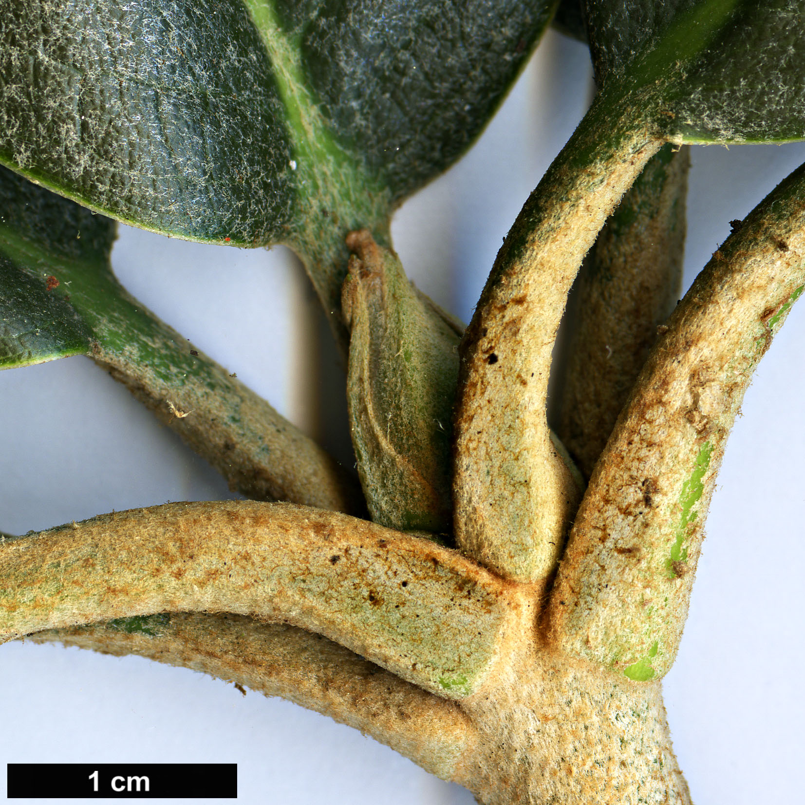 High resolution image: Family: Ericaceae - Genus: Rhododendron - Taxon: hodgsonii