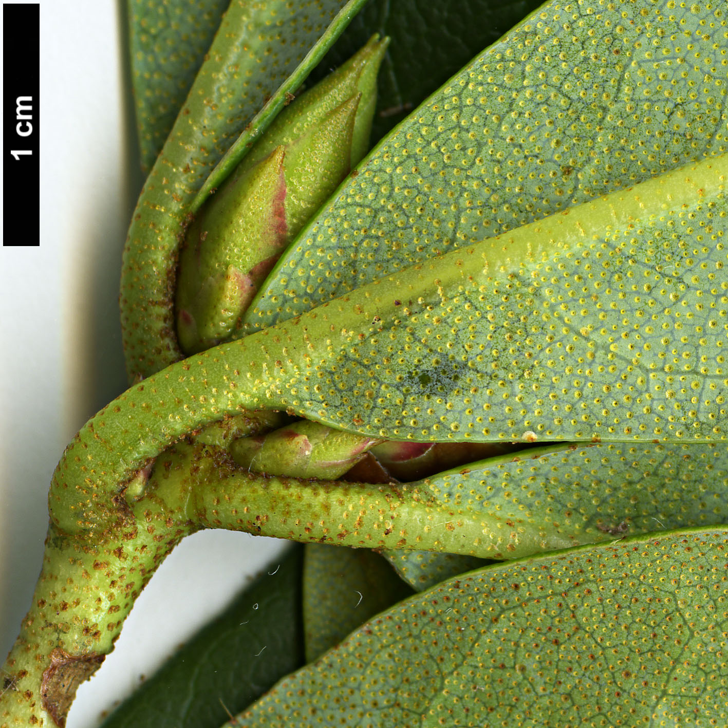 High resolution image: Family: Ericaceae - Genus: Rhododendron - Taxon: horlickianum