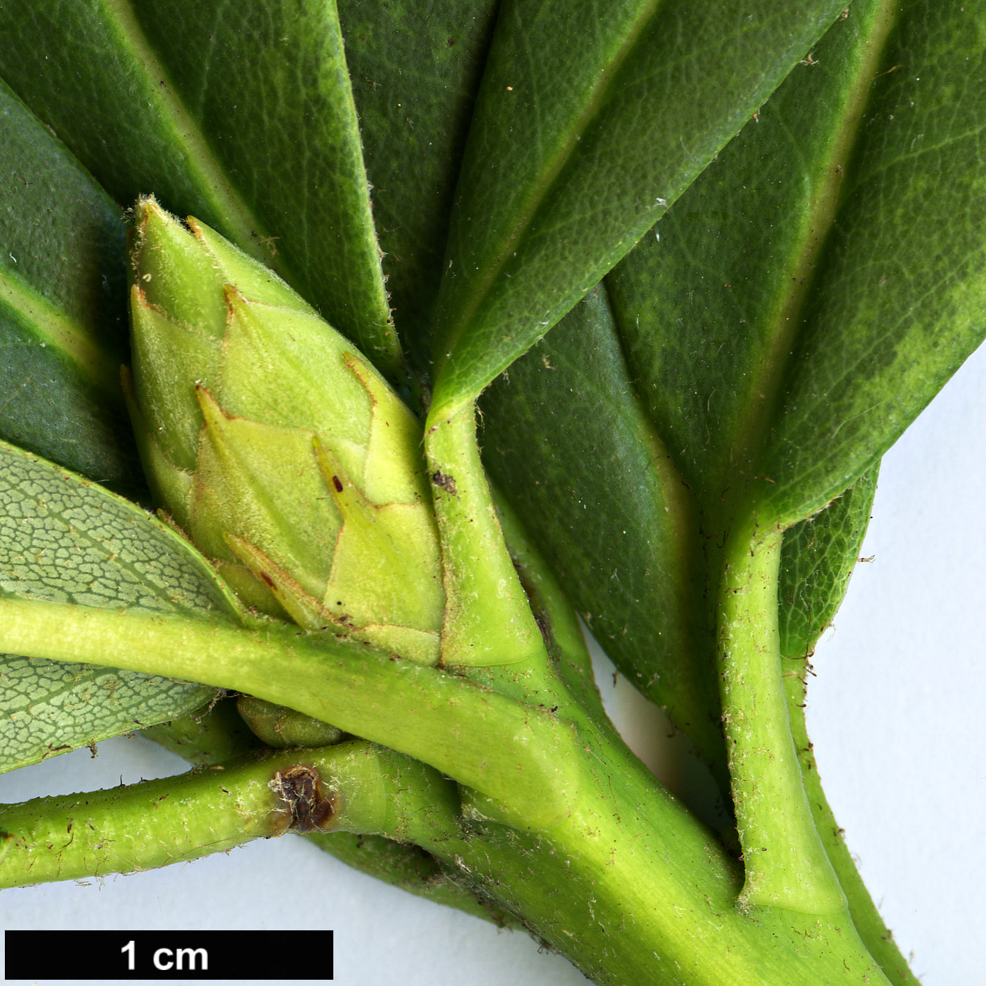 High resolution image: Family: Ericaceae - Genus: Rhododendron - Taxon: hylaeum