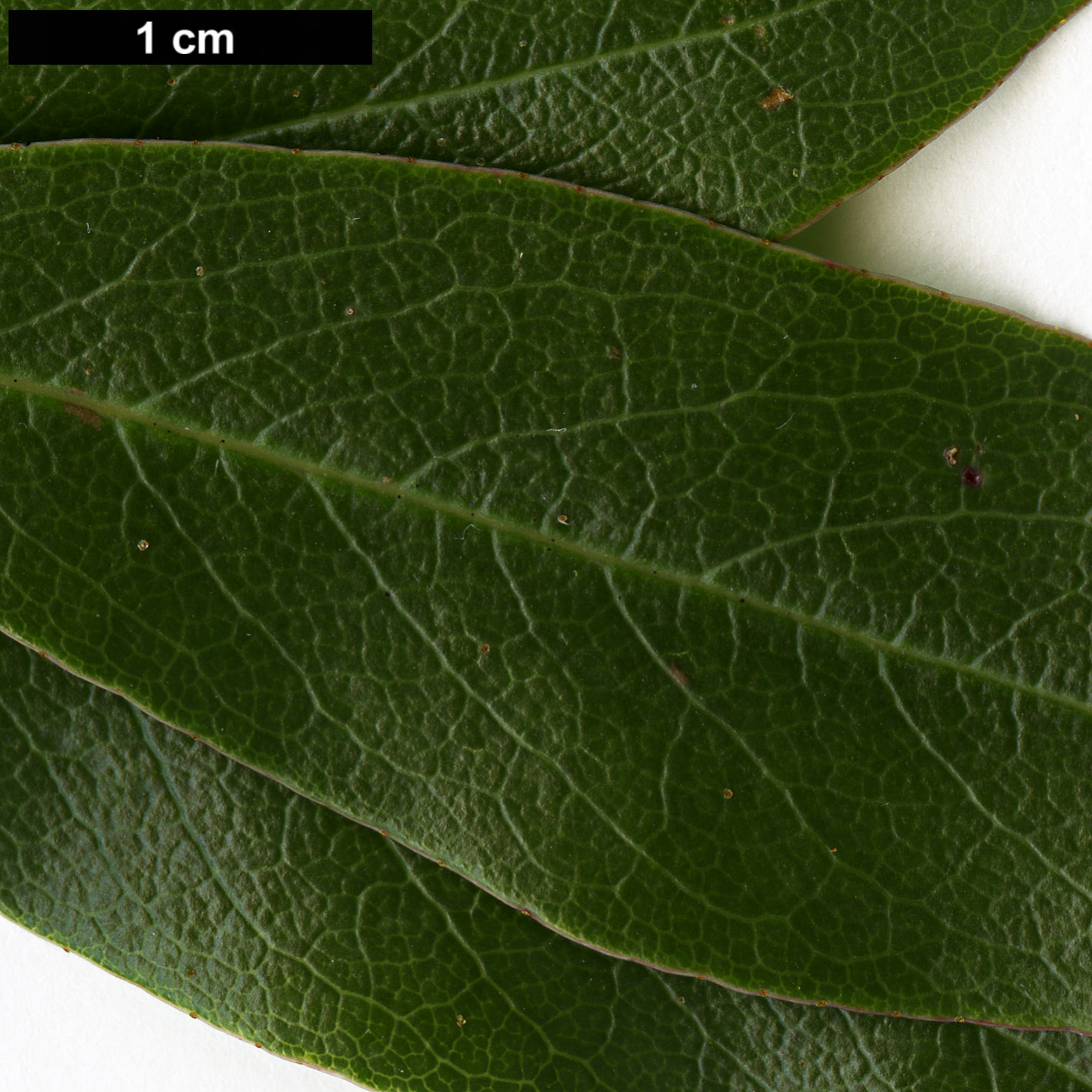 High resolution image: Family: Ericaceae - Genus: Rhododendron - Taxon: kasoense