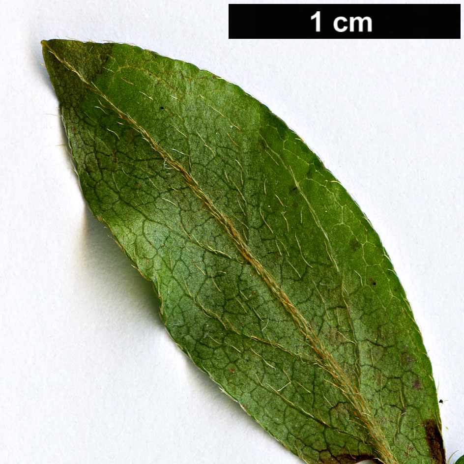 High resolution image: Family: Ericaceae - Genus: Rhododendron - Taxon: komiyamae