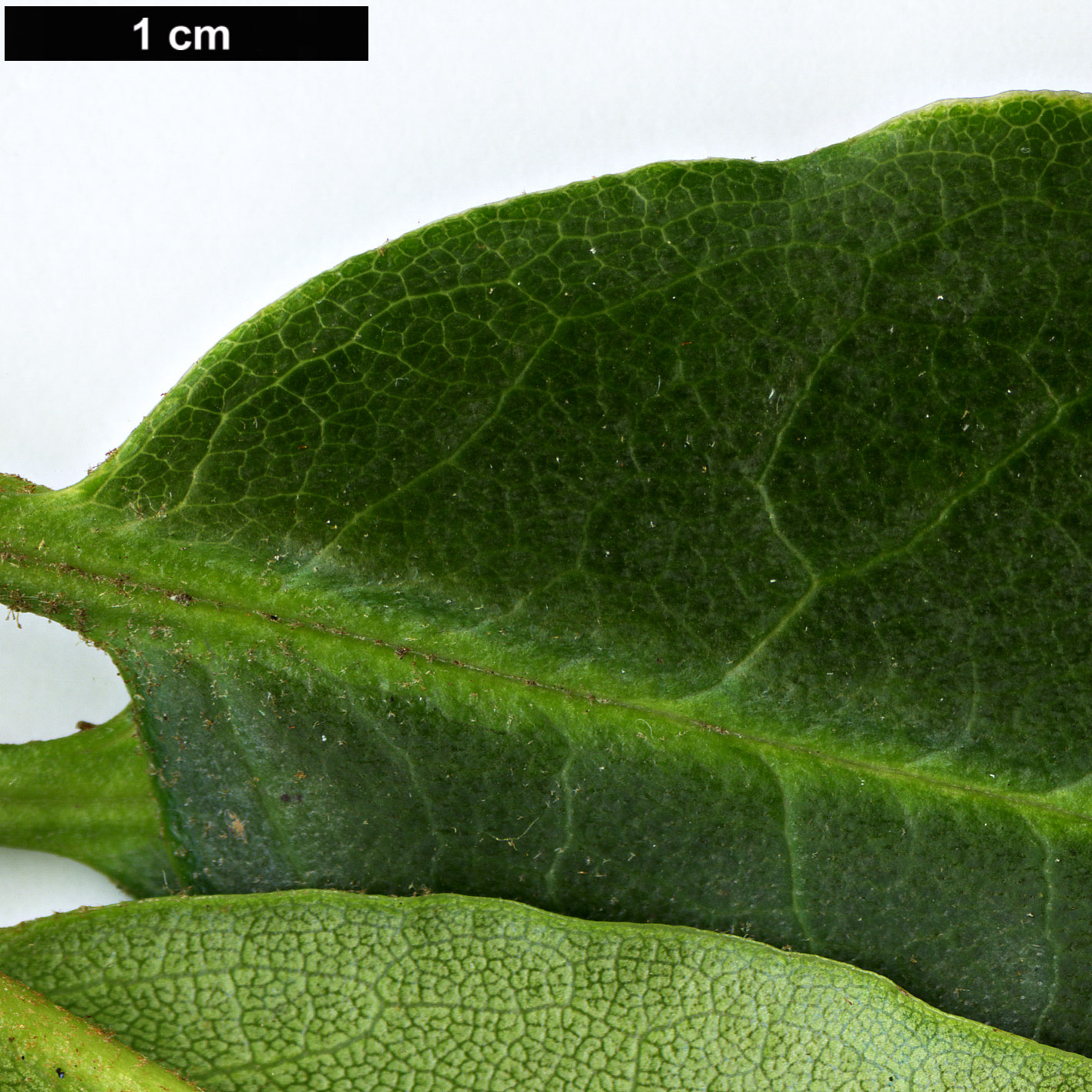 High resolution image: Family: Ericaceae - Genus: Rhododendron - Taxon: langbianense