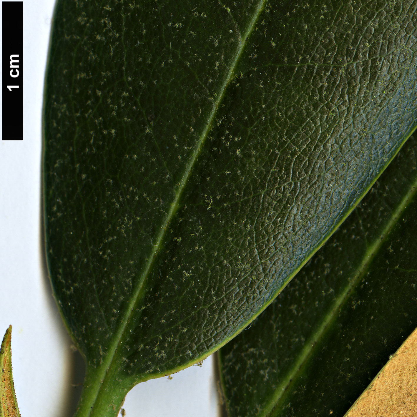 High resolution image: Family: Ericaceae - Genus: Rhododendron - Taxon: lanigerum
