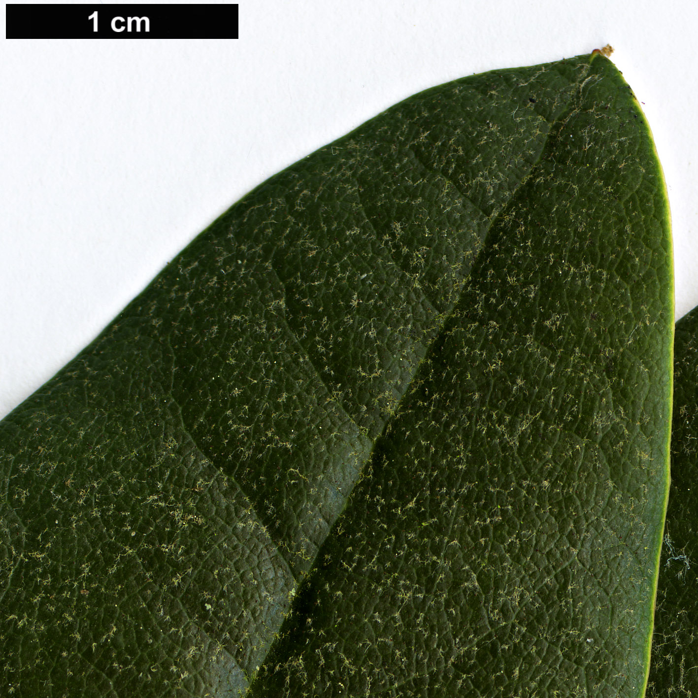 High resolution image: Family: Ericaceae - Genus: Rhododendron - Taxon: lanigerum