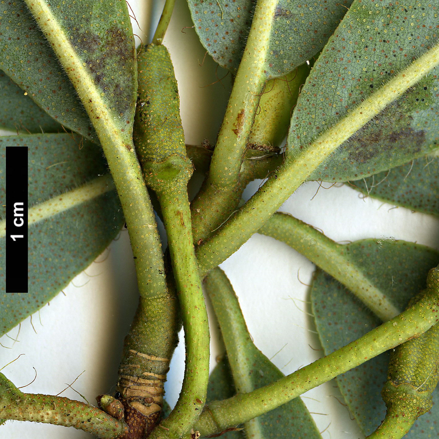 High resolution image: Family: Ericaceae - Genus: Rhododendron - Taxon: lateriflorum