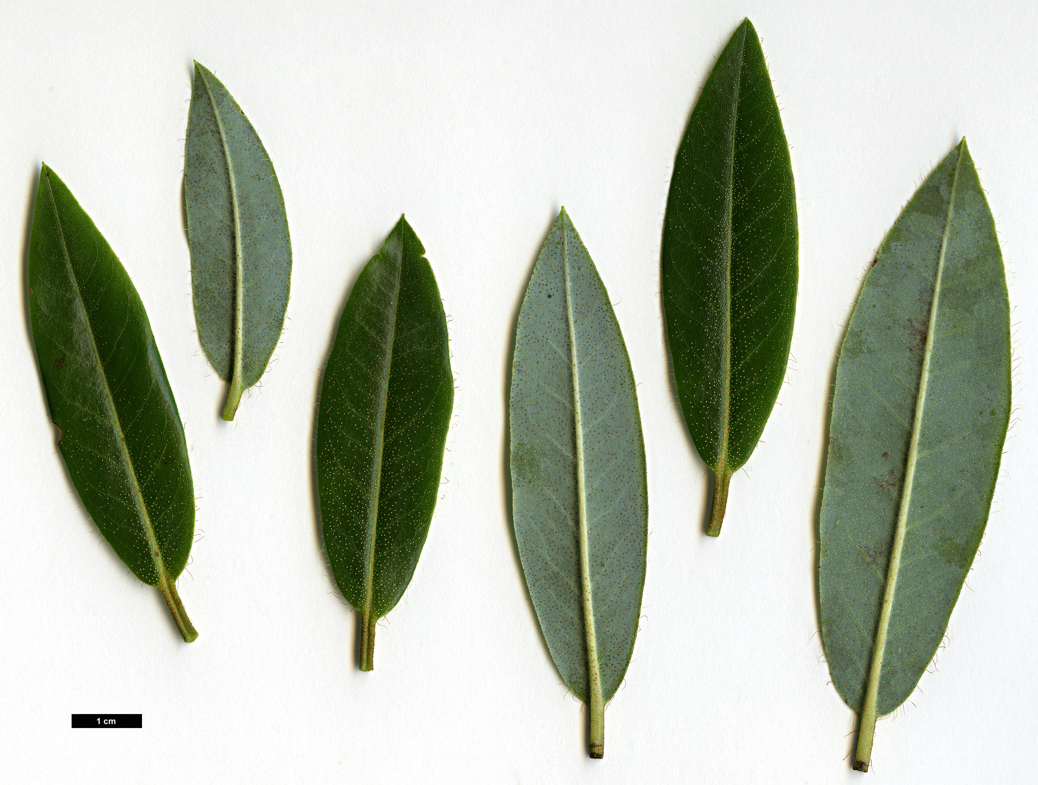 High resolution image: Family: Ericaceae - Genus: Rhododendron - Taxon: lateriflorum