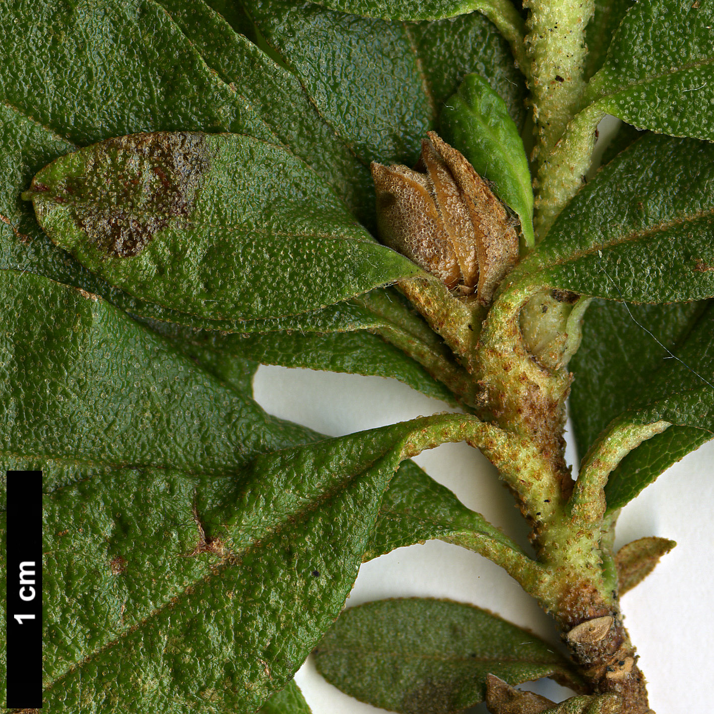 High resolution image: Family: Ericaceae - Genus: Rhododendron - Taxon: lepidotum