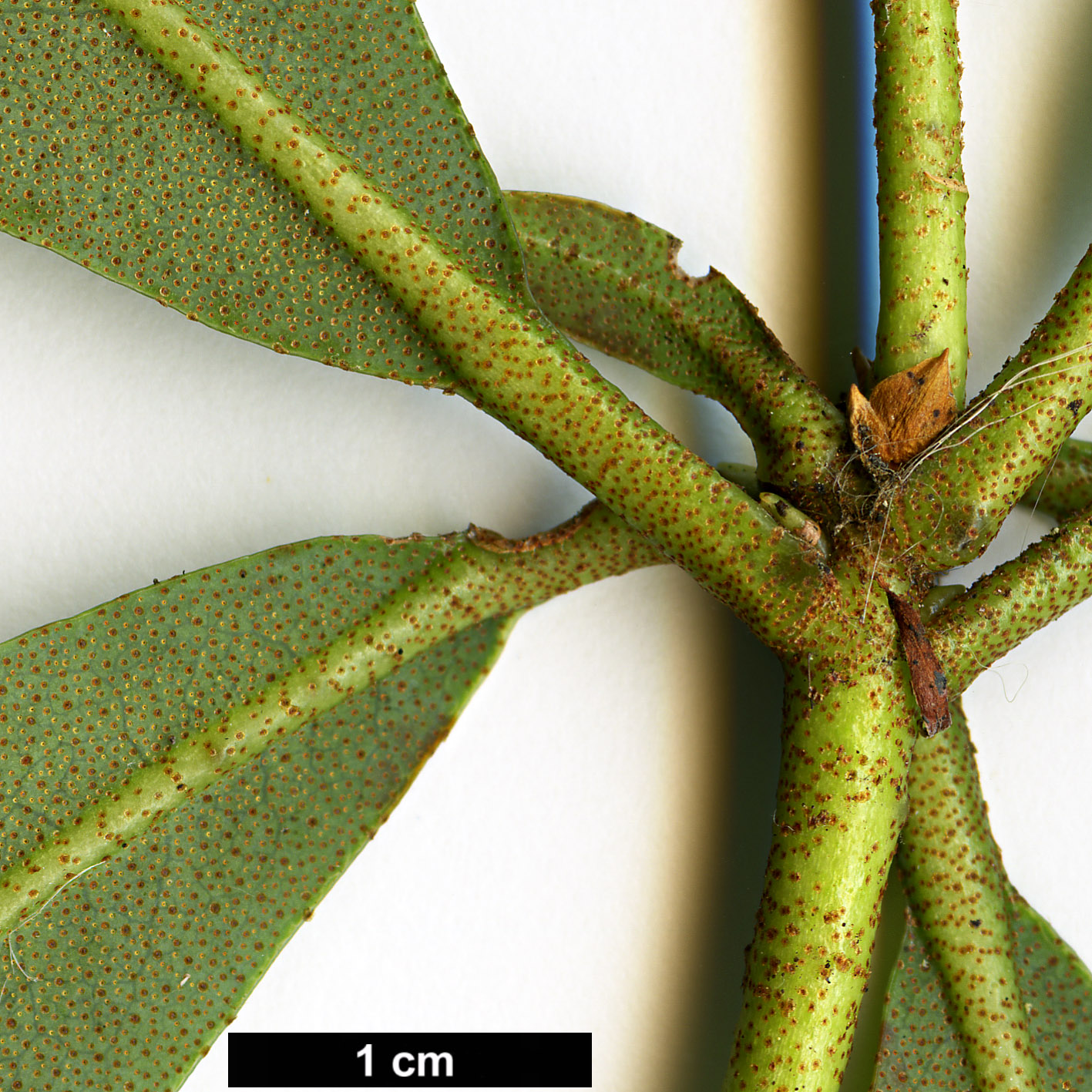 High resolution image: Family: Ericaceae - Genus: Rhododendron - Taxon: leptocladon