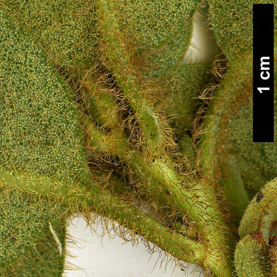 High resolution image: Family: Ericaceae - Genus: Rhododendron - Taxon: leucaspis