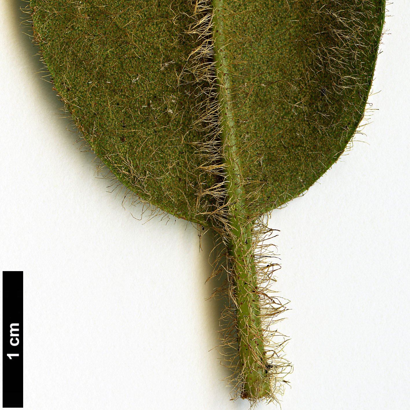 High resolution image: Family: Ericaceae - Genus: Rhododendron - Taxon: leucaspis