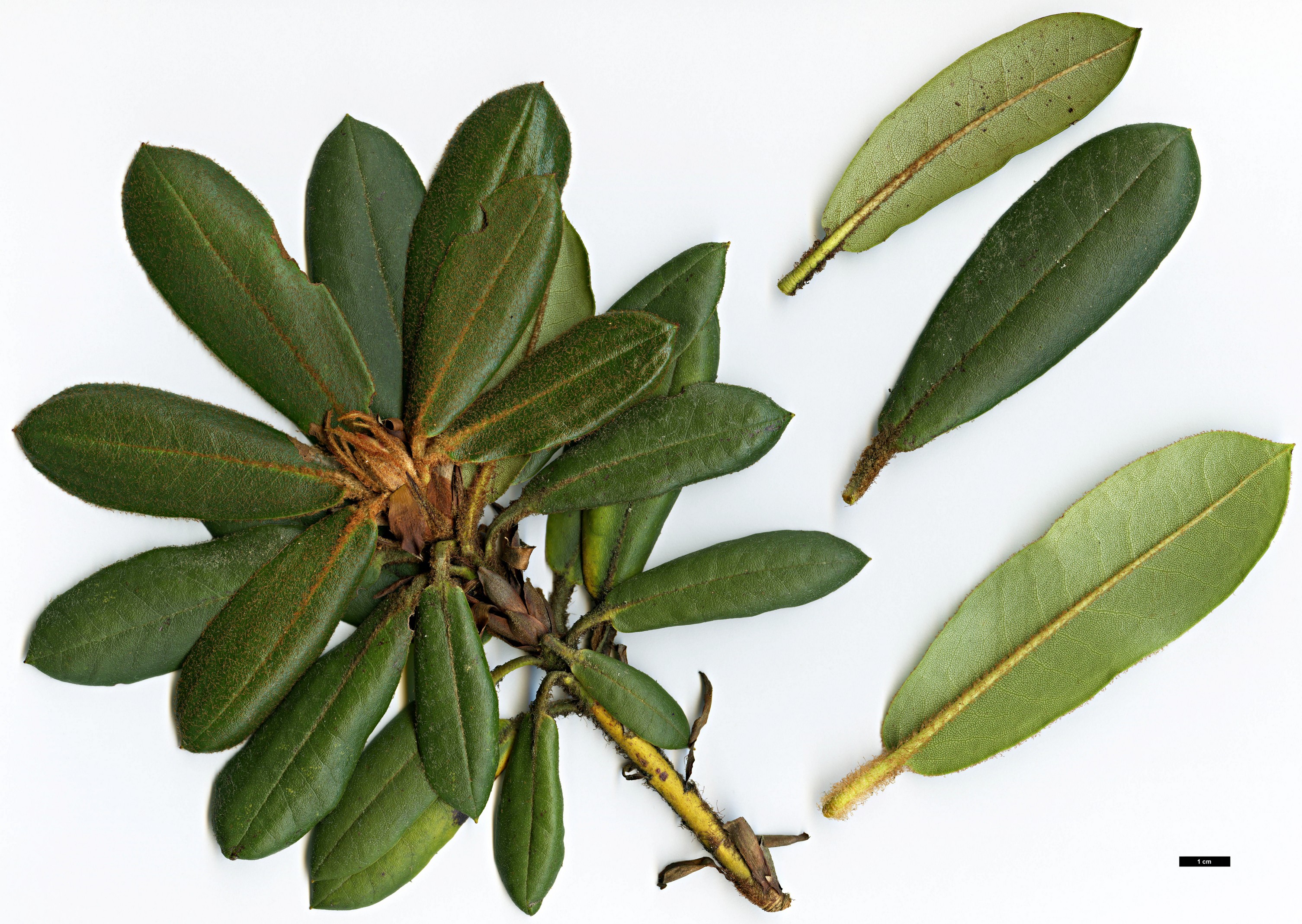 High resolution image: Family: Ericaceae - Genus: Rhododendron - Taxon: longesquamatum