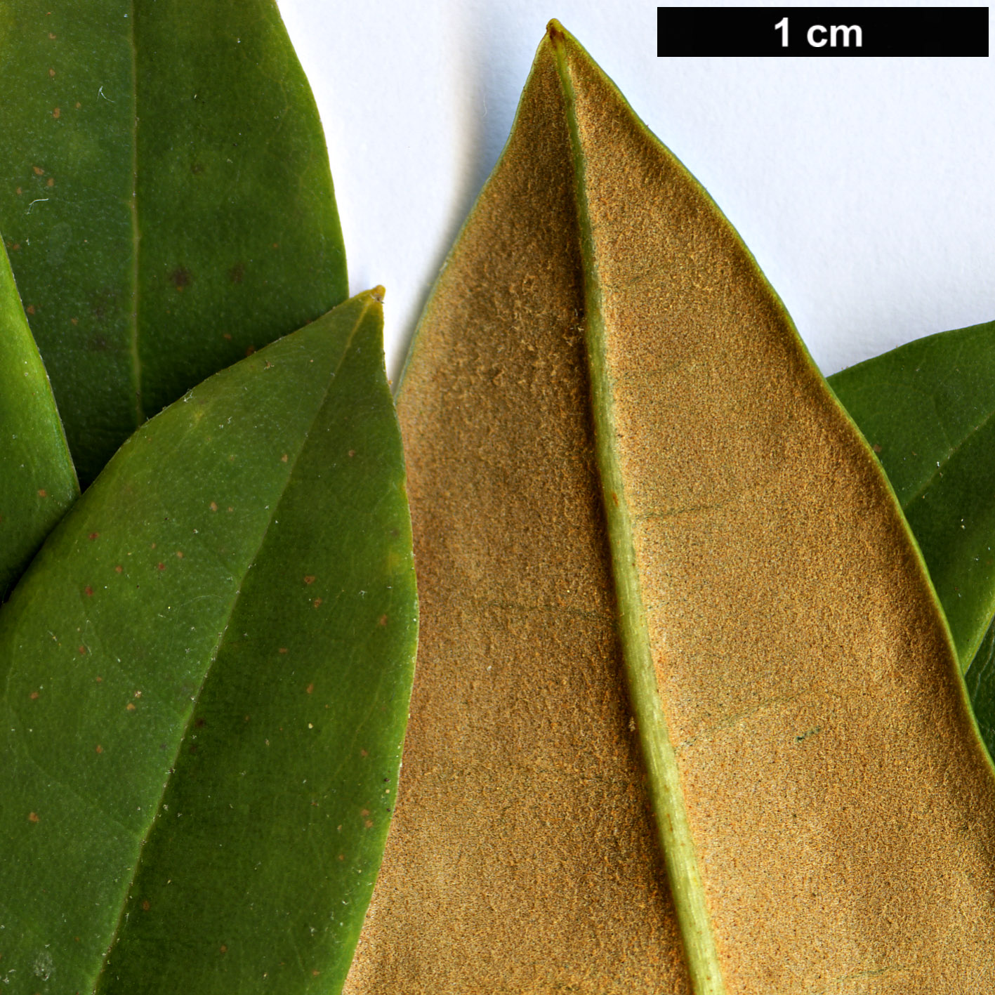 High resolution image: Family: Ericaceae - Genus: Rhododendron - Taxon: longipes