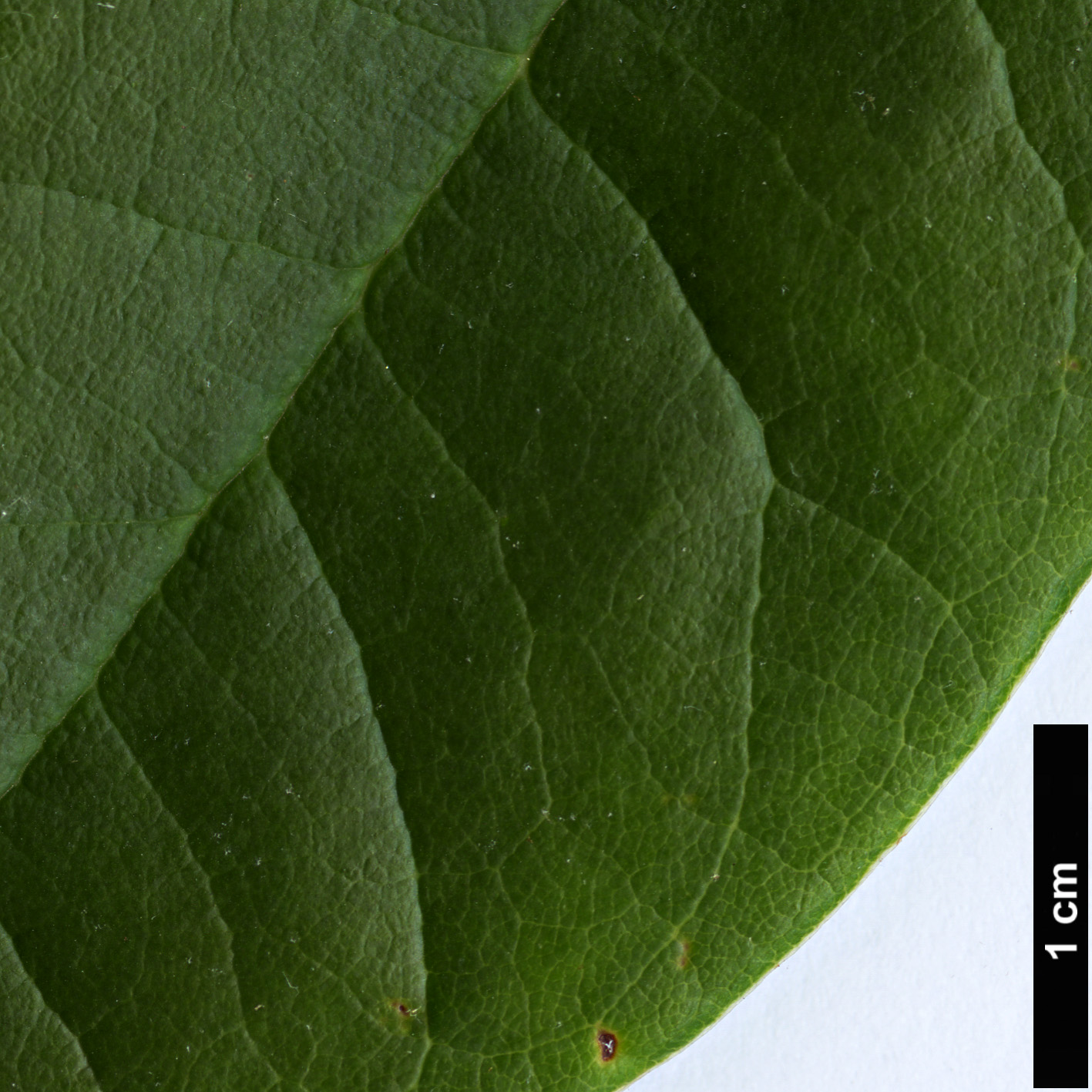High resolution image: Family: Ericaceae - Genus: Rhododendron - Taxon: lukiangense
