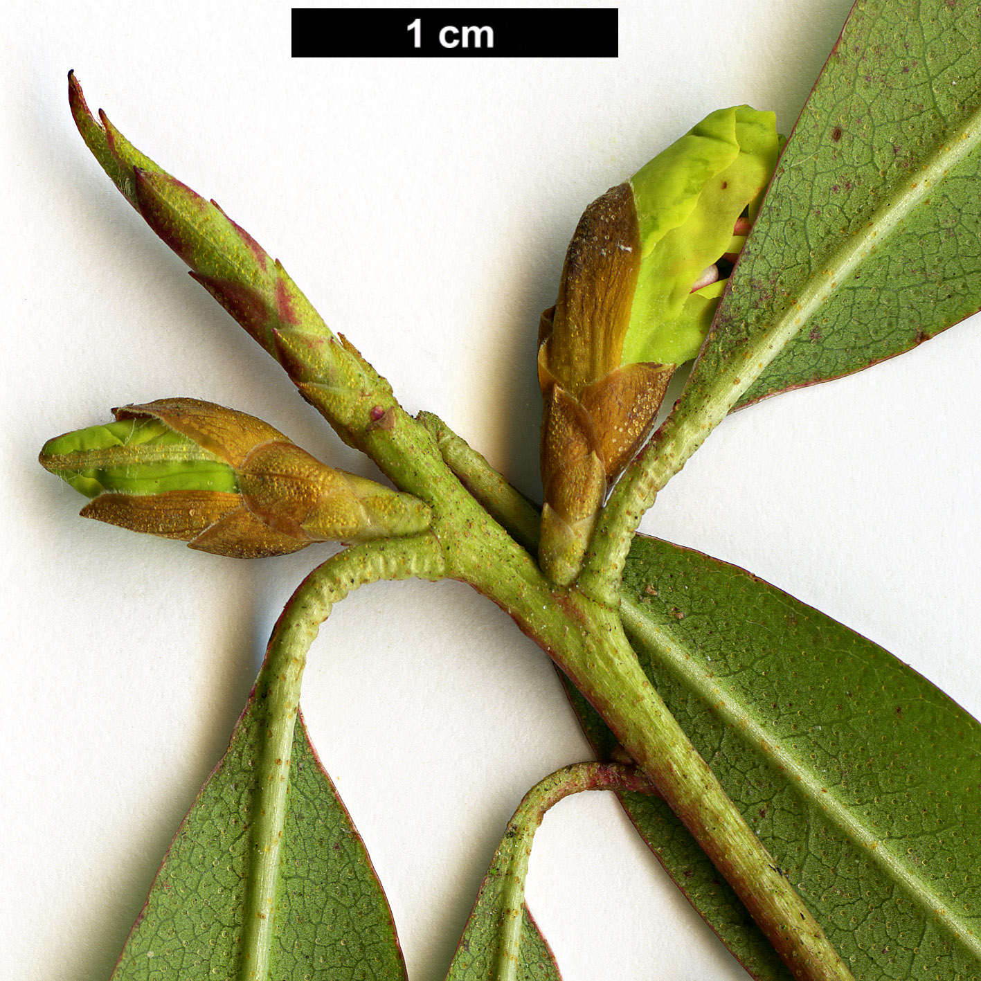 High resolution image: Family: Ericaceae - Genus: Rhododendron - Taxon: lutescens